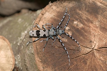 Round-necked Longhorns (Rosalia alpina), copula, Huelben, Swabian Alb, Baden-Wuerttemberg, Germany, Europe