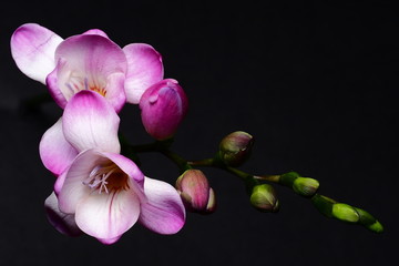 freesia flower
