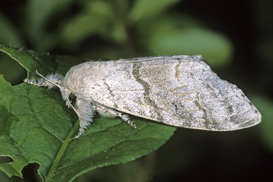 Red-Tailed Moth (Dasychira pudibunda), female