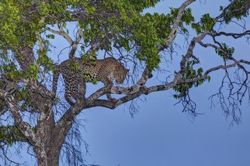 Leopard (Panthera pardus) in a fig tree at dusk, Masai Mara National Reserve, Kenya, East Africa, Africa, PublicGround, Africa