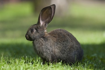 Domestic rabbit (Oryctolagus cuniculus forma domestica) in meadow, Poland, Europe
