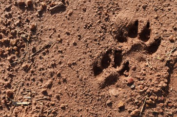 dog foot print on wet soil ground