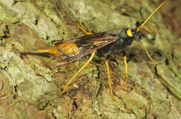 Giant Woodwasp, Banded Horntail, or Greater Horntail (Urocerus gigas) on a tree trunk