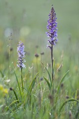 Fragrant orchid (Gymnadenia conopsea)