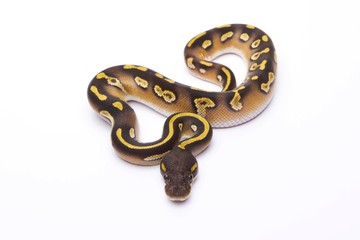 Obraz premium Royal Python (Python regius), Mojave Black Head, male, Markus Theimer reptile breeding, Austria, Europe