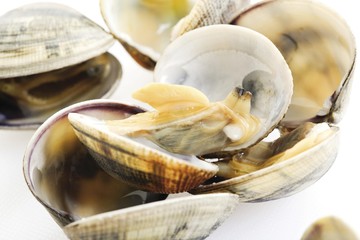 Venus Clams (Veneridae), cooked