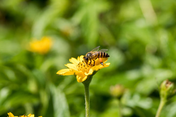 A beautiful bee on yellow flower with Nature background