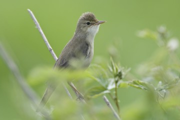 Reed Warbler (Acrocephalus scirpaceus)