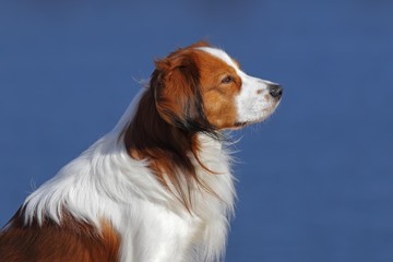 Kooikerhondje or Kooiker Hound (Canis lupus familiaris), young male dog, portrait