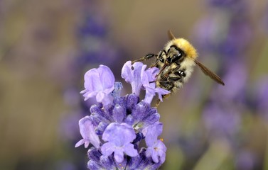 Honey Bee (Apis), feeding, True Lavender (Lavandula angustifolia)