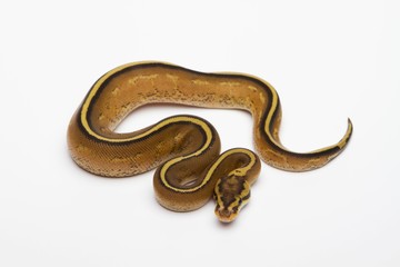 Superstripe Ball Python or Royal Python (Python regius), male