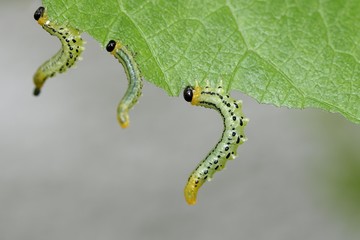 Sawfly, larvae (Craesus septentrionalis)