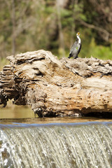 Cormorant on log vert