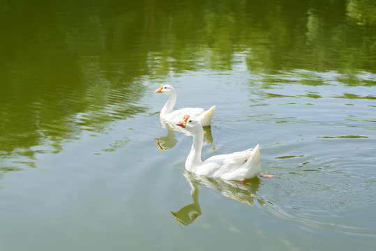 Two white goose swimming together in the river