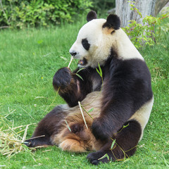 Giant panda, bear panda eating bamboo
