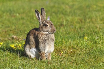 European Rabbit (Oryctolagus cuniculus)