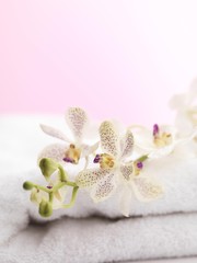 Fototapeta na wymiar White Phalaenopsis flowers on a towel