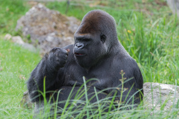      Gorilla, monkey, dominating male sitting in the grass, eating
