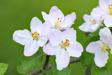 Apple blossoms