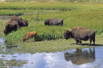 Fototapeta na wymiar Bisons (Bison bison), Yellowstone National Park, Wyoming, USA, North America