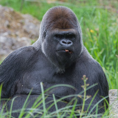      Gorilla, monkey, dominating male sitting in the grass, eating
