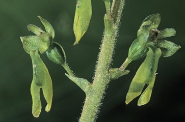 Obraz premium European Common Twayblade (Listera ovata), single flowers
