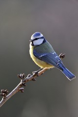 Blue Tit (Parus caeruleus)