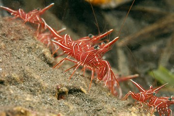 Hinge beak prawn or Durban shrimp (Rhynchocinetes durbanensis), Indonesia, Southeast Asia, Asia