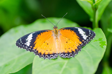 Fototapeta na wymiar Beautiful butterfly on green plant in a garden