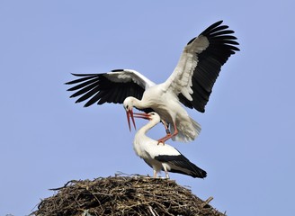 White Storks (Ciconia ciconia), mating on a stork's nest
