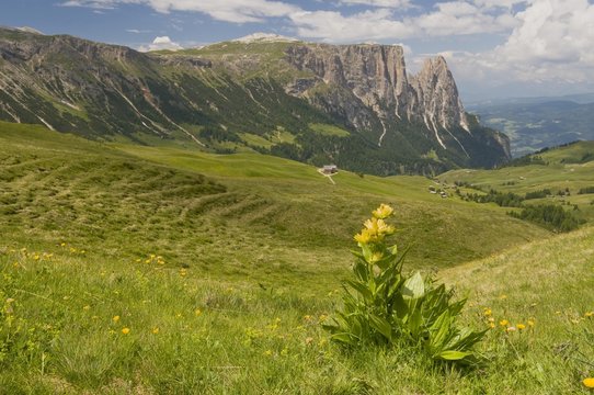 Spotted gentian (Gentiana punctata) in front of Schlern mountain, Seiser Alm, South Tyrol, Italy, Europe