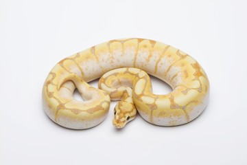 Spider CG Ball Python or Royal Python (Python regius), male