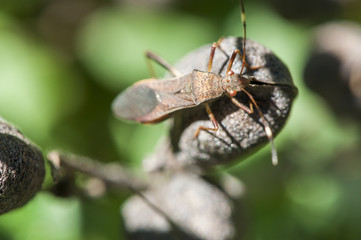 Leaf Footed Bug on a Seed Pod