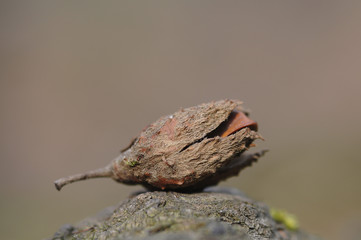 Beechnut or achene, dried, fruit of the beech (Fagus sylvatica)