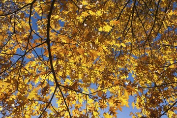 Autumn leaves of a Norway Maple (Acer platanoides)