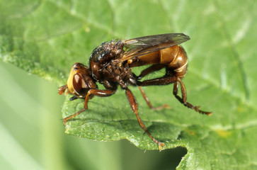 Thick-headed Fly (Sicus ferrugineus)