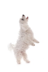 maltese dog standing upright on hind legs with paws and head up,isolated