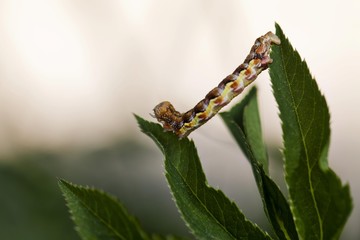 Mottled Umber (Erannis defoliaria), caterpillar