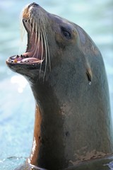 Obraz premium California Sea Lion (Zalophus californianus), calling, Stuttgart, Baden-Wuerttemberg, Germany, Europe