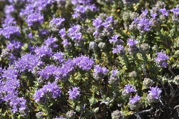Obraz premium Thyme (Thymus vulgaris), flowering, Crete, Greece, Europe