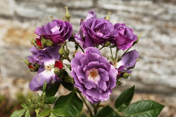 Purple flowers, Roses (Rosa)