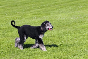 Afghan Hound (Canis lupus familiaris), female puppy