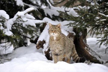 Wildcat (Felis silvestris) in winter