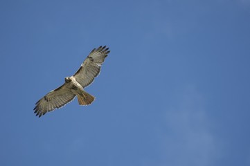 Red Tail Hawk in Flight, Looking down