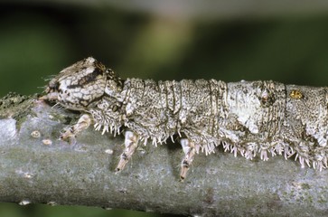 Light Crimson Underwing (Catocala promissa), close-up of the caterpillar