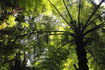 Soft tree fern, Man fern or Tasmanian tree fern (Dicksonia antarctica), Australia, Oceania - Powered by Adobe