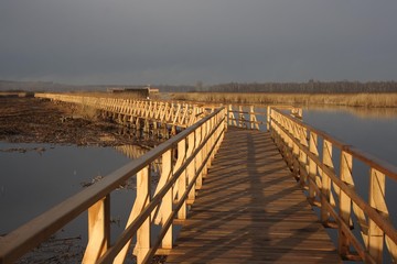 Lake Federsee boardwalk in the morning, Lake Federsee area, nature reserve, Biberach district, Upper Swabia, Baden-Wuerttemberg, Germany, Europe
