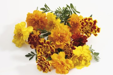 Tagetes