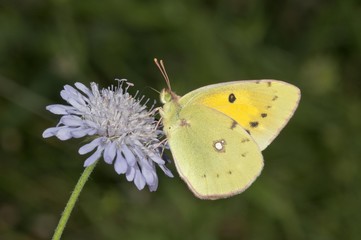 Dark clouded yellow (Colias crocea) searching for nectar, near Lake Kerkini, Greece, Europe