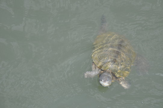 Sea Turtle In Port Royal Sound, Hilton Head Island